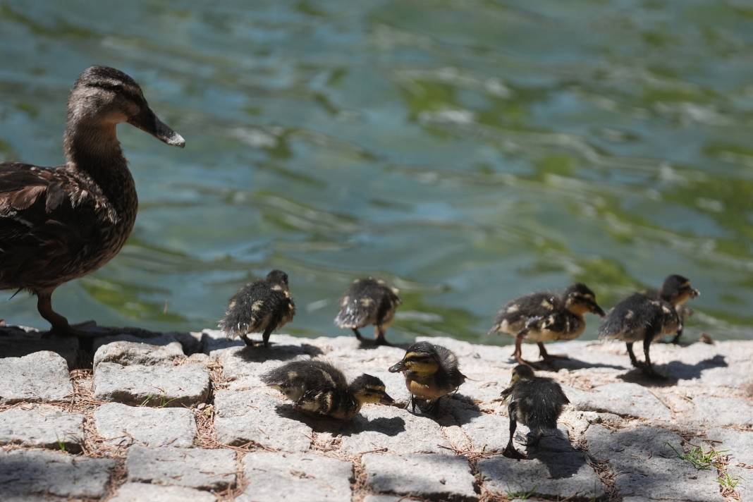 Kuğulu Park'ın sevimli ördek yavruları suya dalış yaptı 9